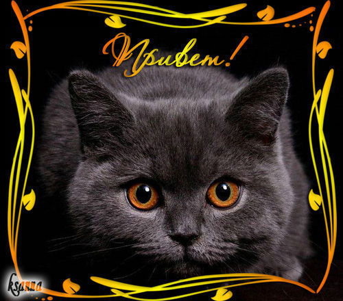 Арина Тыщенко