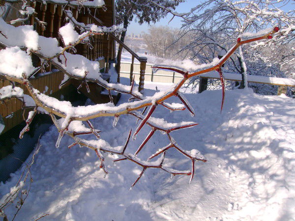 Ирина Черных