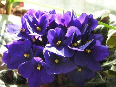 Синяя Фиалка