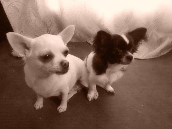 Ольга Григурко(Табунщик)