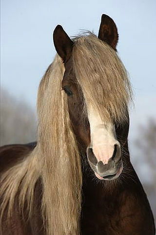 Елена Царук