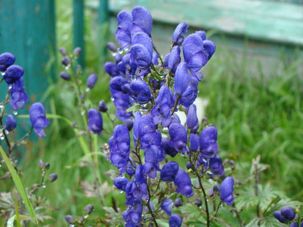 Наталья Шилова