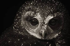 Наташа Глазунова