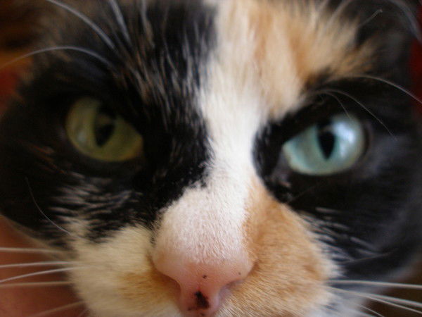 Елена Полушина