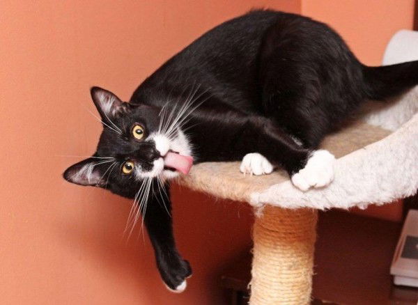 Павел Козлов