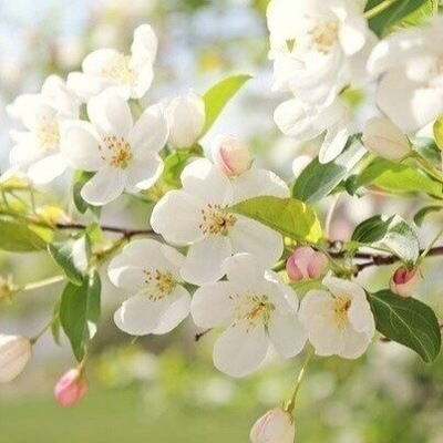 Ольга Герус