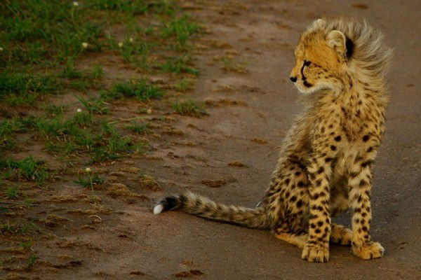 Ирина Орлова