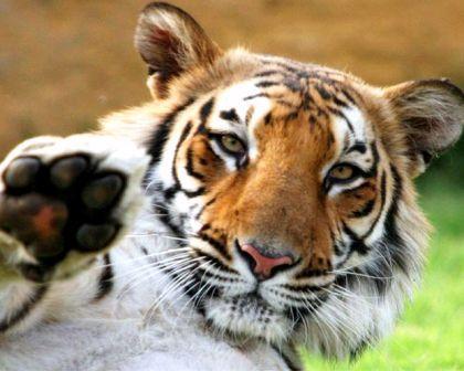 Инна Васильева