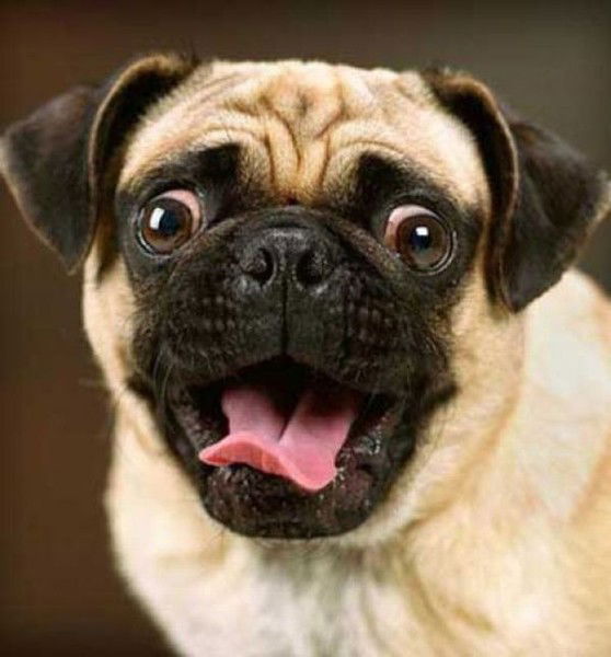 Михаил Стёпкин