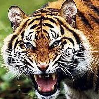 Влад Мисуно