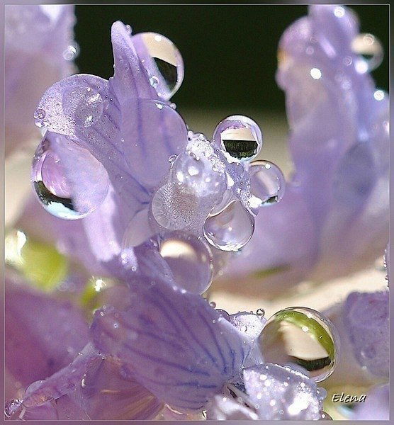 Виктория Ясмина