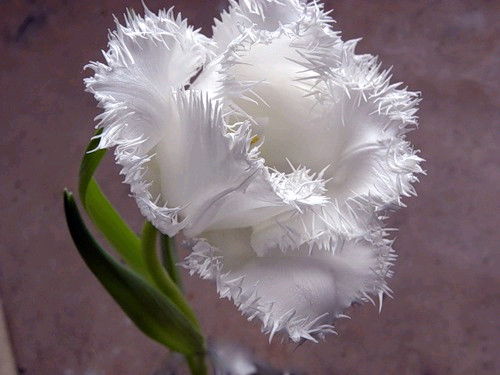 Ольга Туйчиева