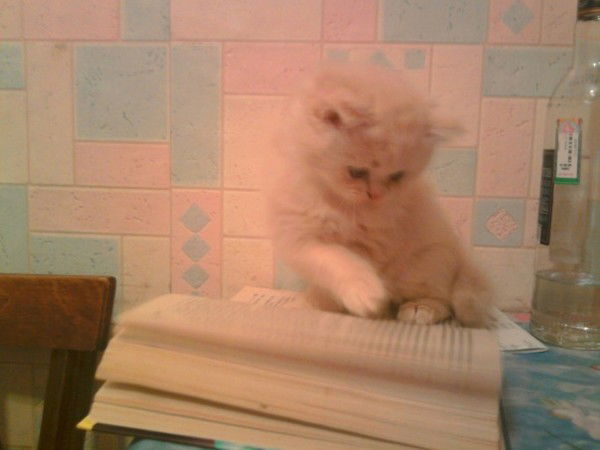 Ирина Данилова