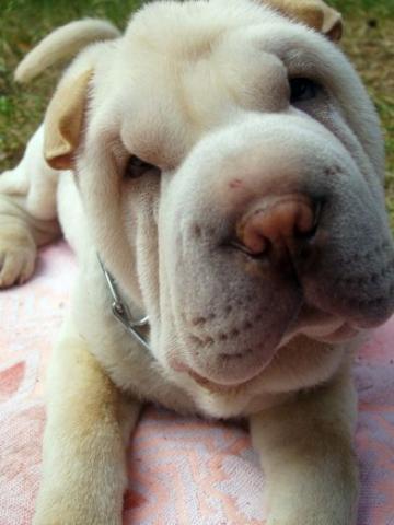 Сергей Киселёв