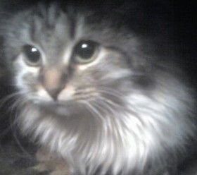 Эльвира Тимофеева