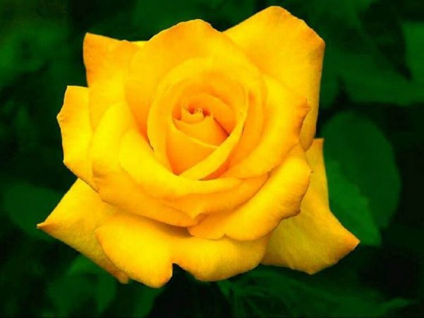 Дарья Юдина