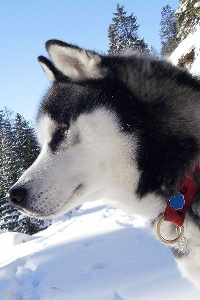 Сергей Глыбочко