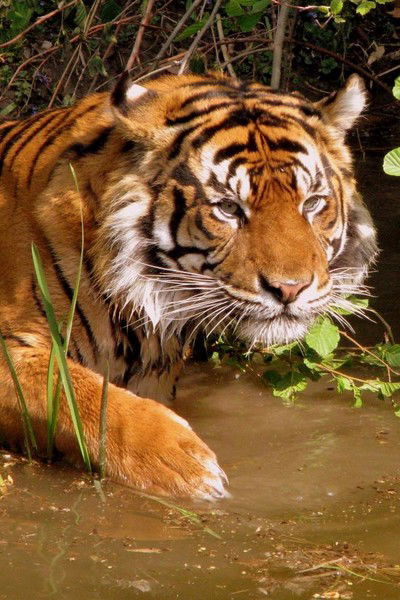 Анна Шарипова