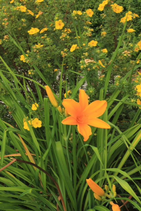 Нурзия Каримова