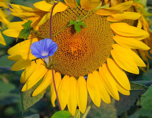 Наталья Богданова