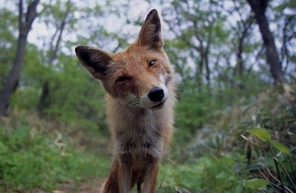 Кристина Кабанова