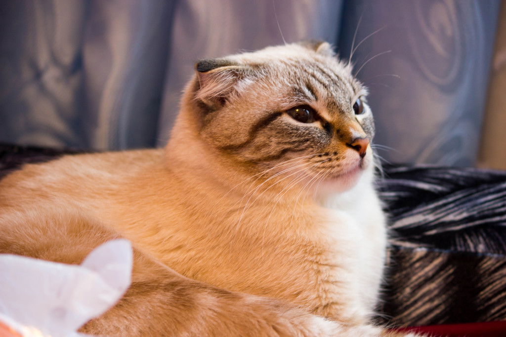 Оленька Симрок