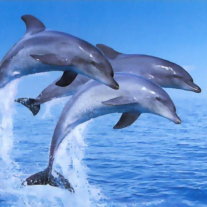 Тоня Федорова