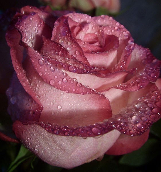 Аинагуль Аинаш