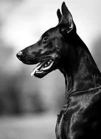 Наташенька Филёнь