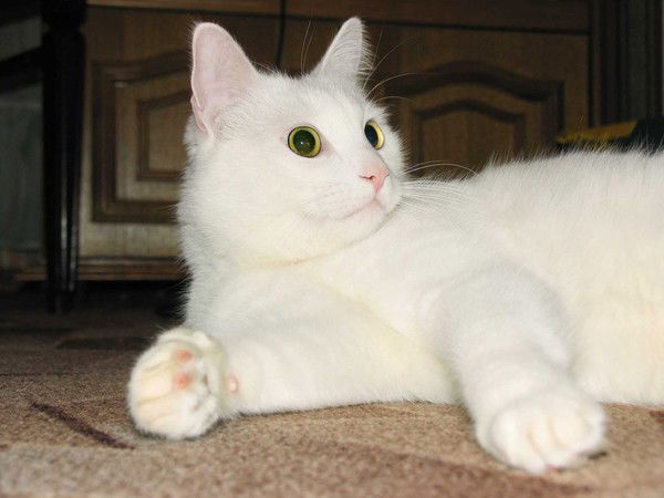 Ирина Борисова