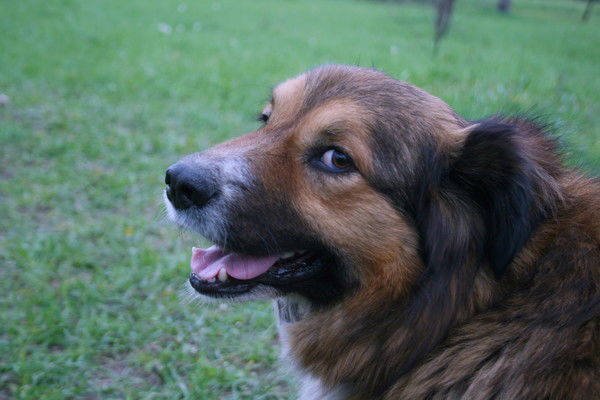 Анна Алексеева