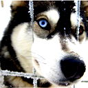 Moroz0308