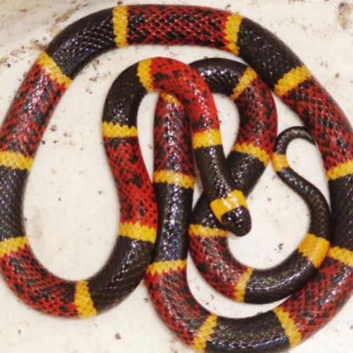 Руслан Успанов