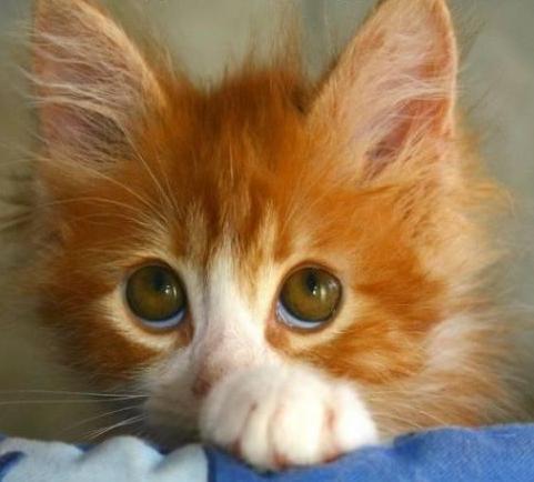 Елена Бобкова