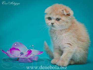 Елена Власова