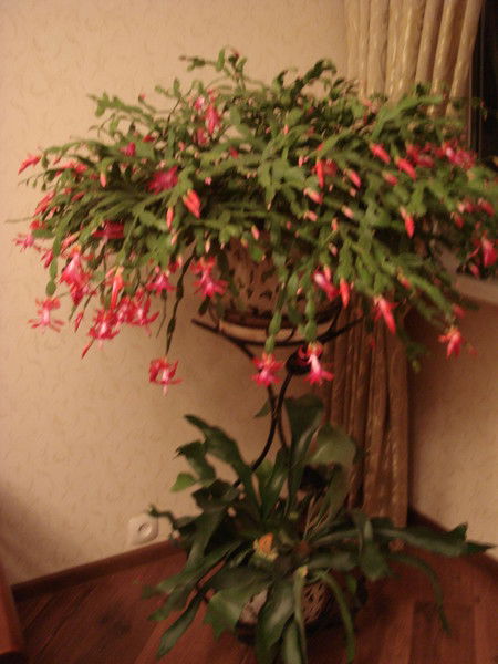 Людмила Михайлова