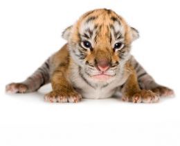 Людмила Чернявская