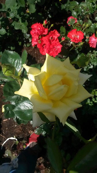 Татьяна Дмитерко