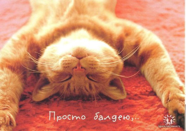 Кот Пушистый