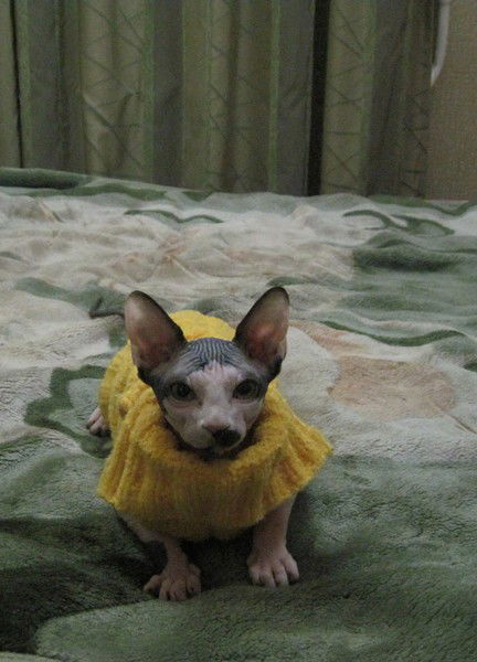 Стас Трихин