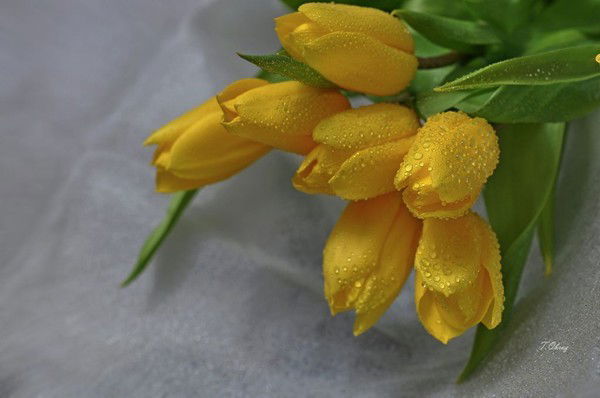 Оксана Вовчук