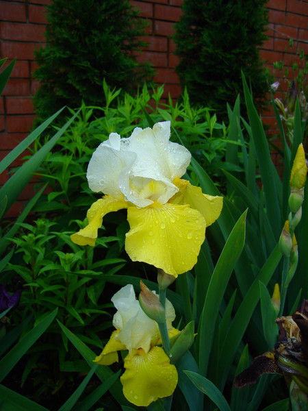 Светлана Иванова