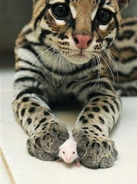 Dim@n Цыганков