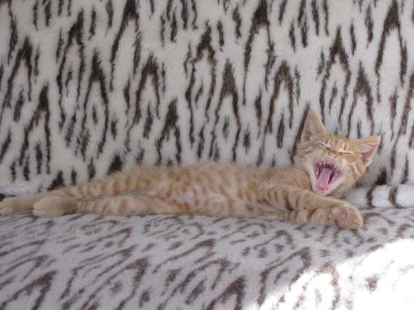 Сергей Кравченко