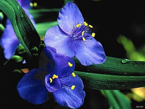 Надежда Тимошина