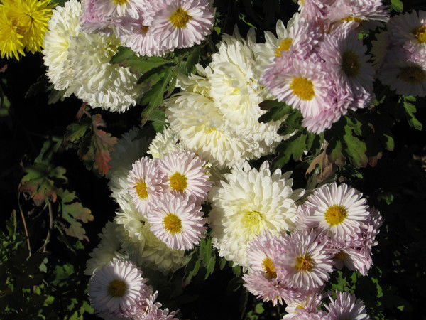 Ольга Романчик