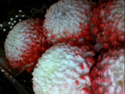 Снежана Мутовина