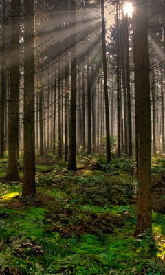 Настасья Алексанна