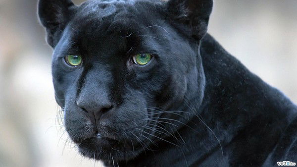 Оксана Рыбка