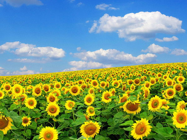 Прб Стройпотенциал